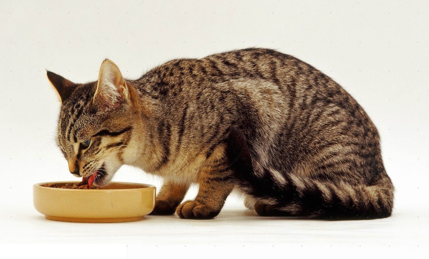 Kedi Beslenmesinin Temelleri