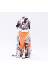 Pawstar Turuncu Joy Büyük Köpek Tişörtü - Köpek Kıyafeti (15 KG-45 KG) 3XL - Thumbnail