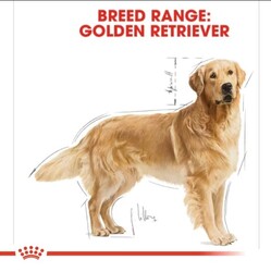 Royal Canin Adult Golden Retriever Özel Köpek Maması 12 Kg - Thumbnail