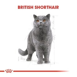 Royal Canin British Shorthair Yetişkin Kedi Maması 10 Kg - Thumbnail