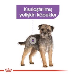 Royal Canin Mini Küçük Irk Kısırlaştırılmış Köpek Maması 3Kg - Thumbnail