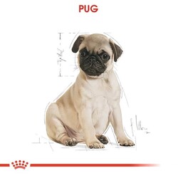 Royal Canin Pug 25 Pug Junior Yavru Köpek Maması 1,5 Kg - Thumbnail